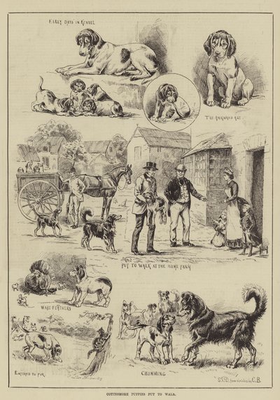 Chiots de Cottesmore mis en promenade - S.T. Dadd